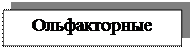 Надпись: Ольфакторные