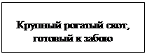 Надпись: Крупный рогатый скот, готовый к забою