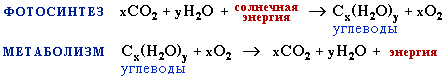 Фотосинтез (1882 байт)