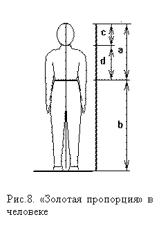 Подпись:  Рис.8. «Золотая пропорция» в человеке