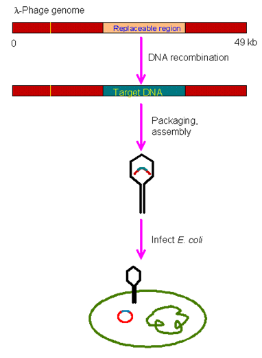 Vectors for moleculars cloning