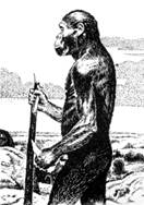 Австралопитек и его орудия труда