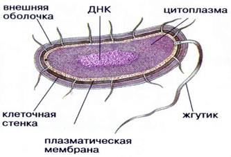 Строение прокариотической клетки